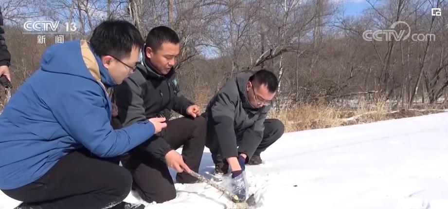 bob电竞开年新气象 环保在行动丨活动范围扩大 林海雪原虎豹种群增加(图2)