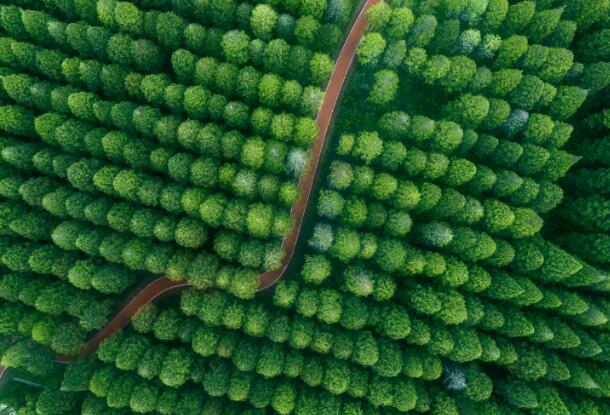 2021植树节宣传标语口号大全 植树节倡导的宣传语bob电竞(图2)